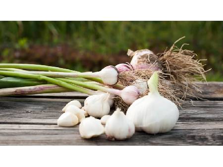 Cultivarea usturoiului în grădină: plantare de primăvară și de toamnă, tratare, fertilizare, recoltare și depozitare