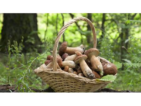 Ciupercile: Ghid pentru culesul, curățarea, prelucrarea și conservarea lor