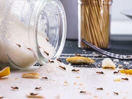 Jak se zbavit mravenců v bytě i na zahradě: tipy na osvědčené nástrahy