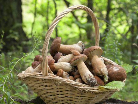 Ciupercile: Ghid pentru culesul, curățarea, prelucrarea și conservarea lor