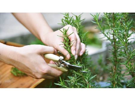 Cultivarea rozmarinului în grãdinã și în ghiveci: cum sã-l plantezi, tai, usuci și protejezi iarna?