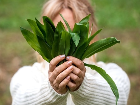 Kam na medvedí cesnak, ako ho spoznať a správne uchovať?