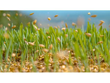 Plantarea gazonului prin însămânțare, pas cu pas