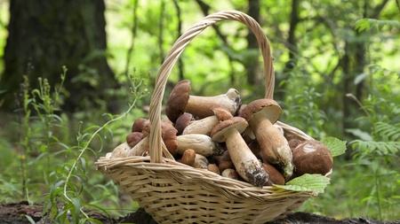 Houby: Jak je sbírat, čistit, zpracovat a kdy a kam na ně?