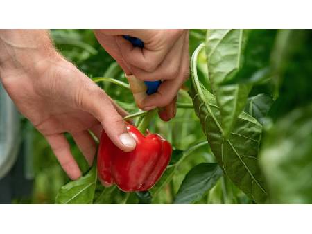 Paprika termesztése: Ültetés, trágyázás, metszés és betakarítás