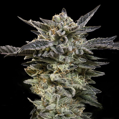 00 Seeds Bank Auto Oreoz semienka neobsahujú THC 3 ks