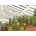 Gibsons - Puzzle Brutalist Conservatory 500 - 500 piese
