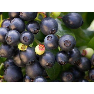 Čučoriedka úzkolistá Berry Bux, výška 10-20 cm, kvetináč 10,5 cm