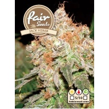 Fair Seeds Jack Herer semena neobsahují THC 10 ks