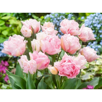 Tulipán Dreamer 5 ks v balení
