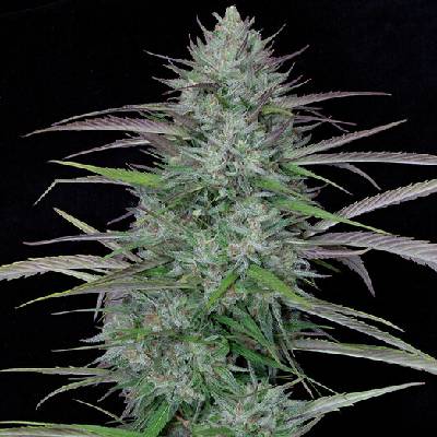 Big Head Seeds Gorilla Cookies semienka neobsahujú THC 10 ks