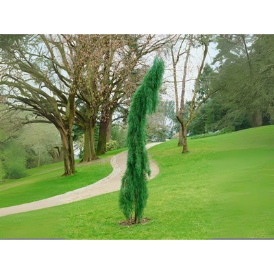 Sekvojovec mamutí Pendulum 200-220 cm, kvetináč 35 l