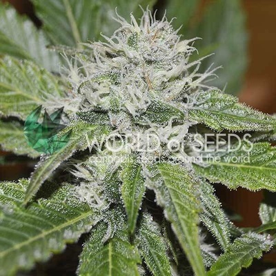 World of Seeds Amnesia Ryder Autoflowering semena neobsahují THC 3 ks