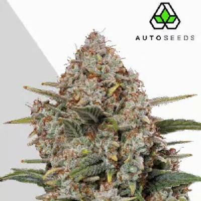 Auto Seeds Gorilla Cookies Autosemena neobsahují THC 3 ks