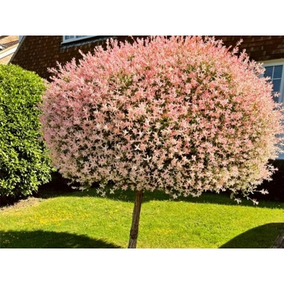 Vŕba japonská Flamingo na 35-40 cm kmienku, výška 70-90 cm, kont. p17