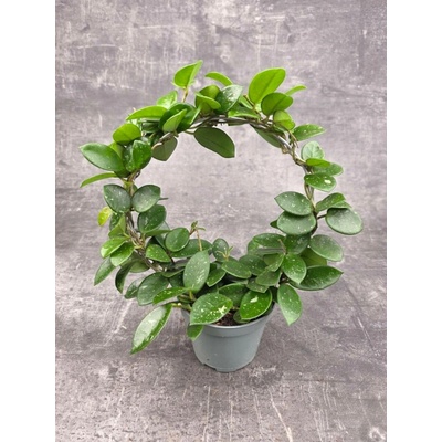 Hoya Mathilde na kruhu 11 cm (Voskovka již tvarovaná)