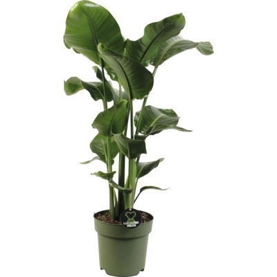 Strelície natalská FloraSelf Strelitzia Nicolai výška 100-110 cm květináč Ø 24 cm