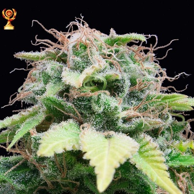 Exclusive Seeds Bank AUTO Mandarina semena neobsahují THC 3 ks