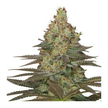 Serious Seeds Seriosa semena neobsahují THC 3 ks