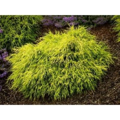Cypruštek hrachonosný (Chamaecyparis pisifera) ´SUNGOLD´ - výška 30-40 cm Ø 25-30 cm, kont. C3L