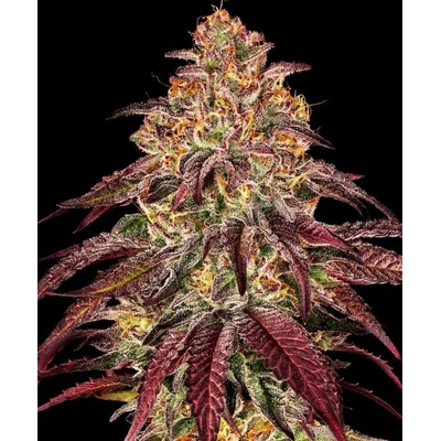 Dutch Passion Auto Glueberry O.G. 0% THC Balenie: 3 ks