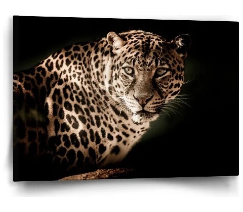 Sablio Obraz Leopard - 60x40 cm