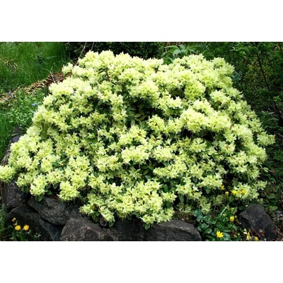 Rododendron Shamrock, výška 20-30 cm, kvetináč 17 cm