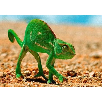 (B) 3D pohľadnica Chameleon