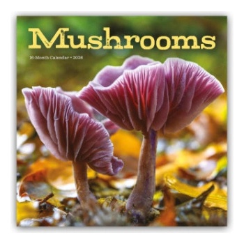 Browntrout Verlags GmbH Mushrooms - Pilze 2026 - Wand-Kalender