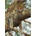 Dino Leopard škvrnitý 1000