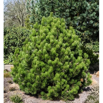 Pinus leucodermis 'Compact Gem 25-30 C2,5l