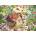 Cobble Hill - Puzzle Blooming Spring - 1 000 piese
