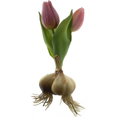 Tulipán 'Sally' svazek s cibulkou růžový V18 cm