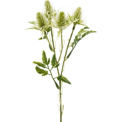 ZELEŇ ERYNGIUM-BODLIAK BIELY 27CM