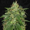 T.H. Seeds S.A.G.E. semena neobsahují THC 10 ks