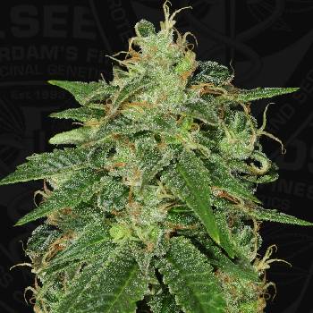 T.H. Seeds S.A.G.E. semena neobsahují THC 10 ks