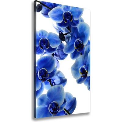 Vertikálny foto obraz na plátne Modrá orchidea 50x100 cm
