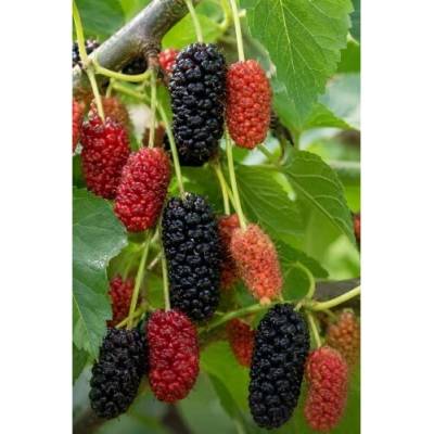 Moruša trpasličia (Morus rotundiloba) 'Mojo Berry' ® - výška 50-60 cm, kont. C3L