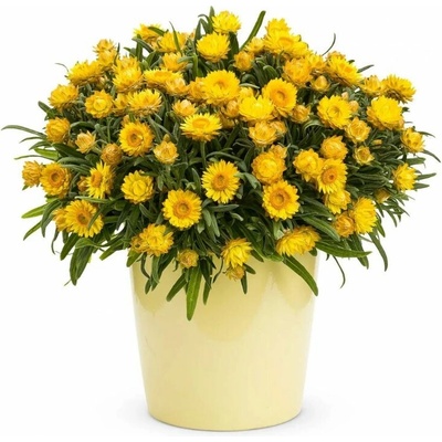 Slamienka Sunbrella Totally Yellow
