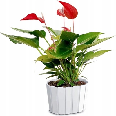 PROSPERPLAST Kvetináč závesný BOARDEE WALL biely 19,4 cm