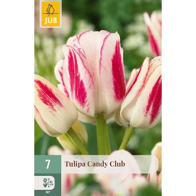 JUB Tulipán - Candy Club