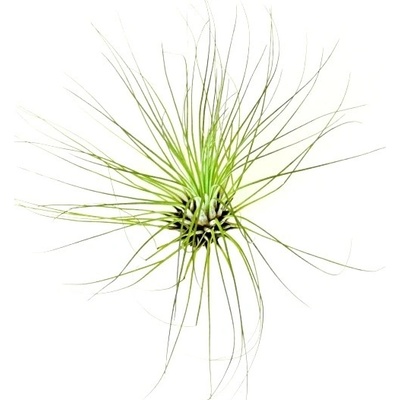 Gardners Tillandsia argentea (fuchsii) Tillandsie, kykatka