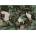 Interdruk - Puzzle Cranes 500 - 500 piese