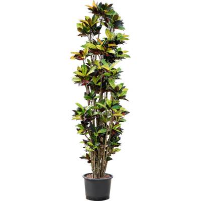 Croton (codiaeum) variegatum Mrs. Iceteon 32/26 výška 230 cm