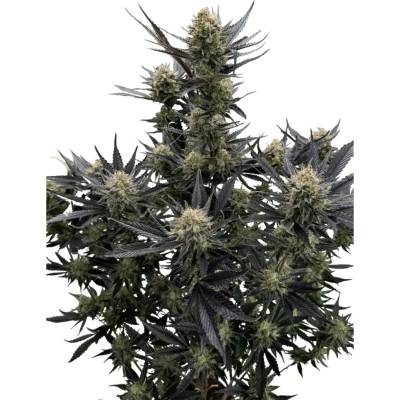 Fast Buds Guava Auto RF3 semena neobsahují THC 3 ks