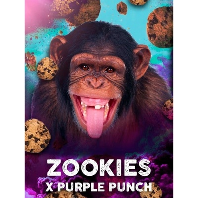 Tramuntana Seeds Zookies x Purple Punch semienka neobsahujú THC 3 ks