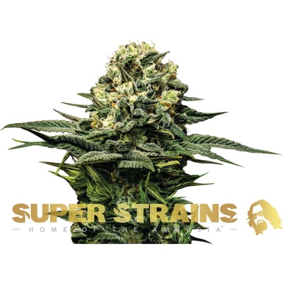 Super Strains Wedding Cake semienka neobsahujú THC 10 ks
