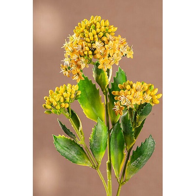 KALANCHOE ŽLUTÁ 47 cm