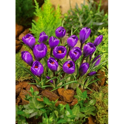 Tulipány z Holandska FLOWER RECORD - TMAVĚ FIALOVÝ KROKUS Množství cibulek v jednom balení: 5 ks