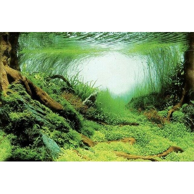 SuperFish Deco Poster C 60 x 30 cm